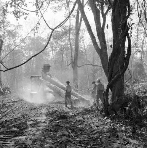 Save the Rainforest: A Brief History of Teak